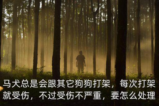 馬犬總是會(huì)跟其它狗狗打架，每次打架就受傷，不過受傷不嚴(yán)重，要怎么處理