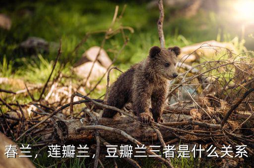 春蘭，蓮瓣蘭，豆瓣蘭三者是什么關系