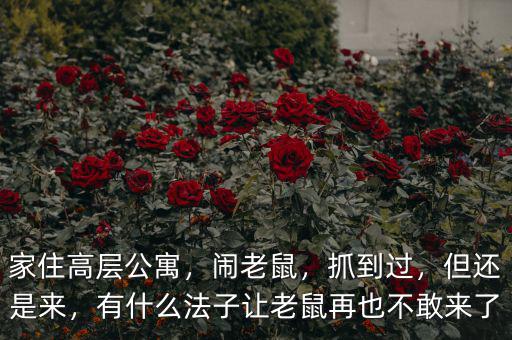 家住高層公寓，鬧老鼠，抓到過(guò)，但還是來(lái)，有什么法子讓老鼠再也不敢來(lái)了
