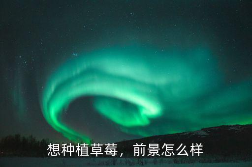 想種植草莓，前景怎么樣