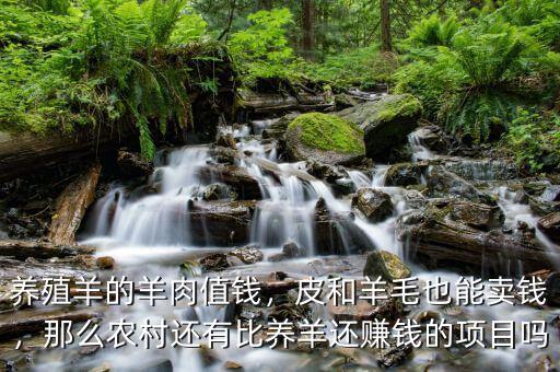 養(yǎng)殖羊的羊肉值錢，皮和羊毛也能賣錢，那么農(nóng)村還有比養(yǎng)羊還賺錢的項目嗎