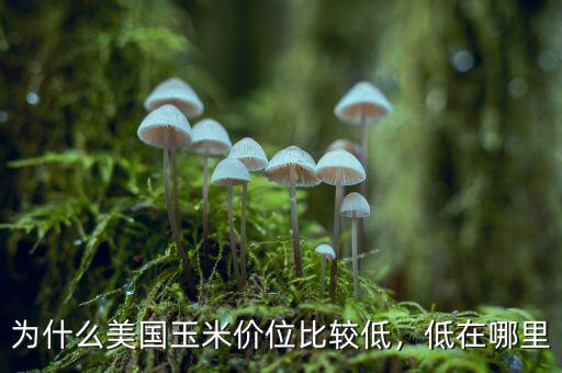 為什么美國玉米價位比較低，低在哪里
