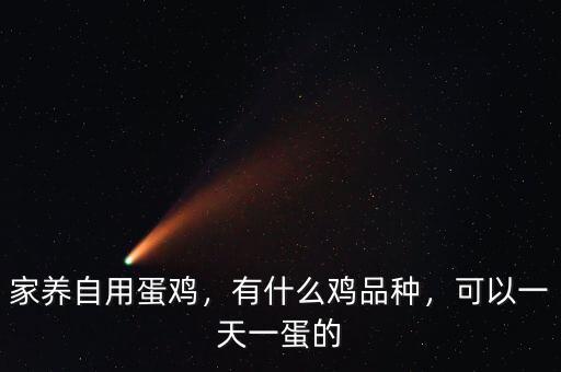家養(yǎng)自用蛋雞，有什么雞品種，可以一天一蛋的