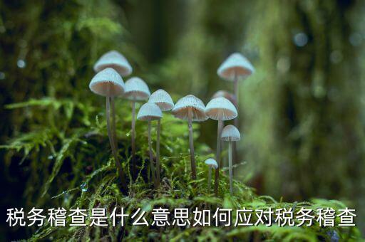 什么是稅務(wù)稽查積案，稅務(wù)稽查本指什么