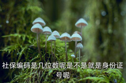 單位社保編碼14位是什么，什么是社保編號