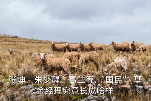 張坤、朱少醒、葛蘭等,“國民” 基金經(jīng)理究竟長成啥樣